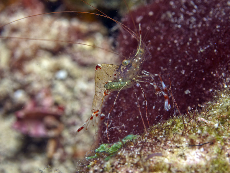 Shrimp, Wreck Point